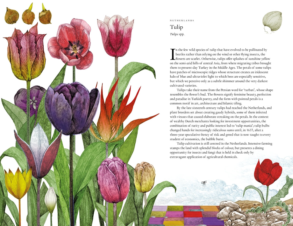 Around the World in 80 Plants by Jonathan Drori, Lucille Clerc