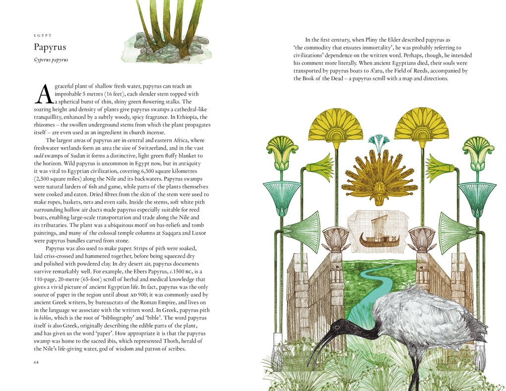 Around the World in 80 Plants by Jonathan Drori, Lucille Clerc