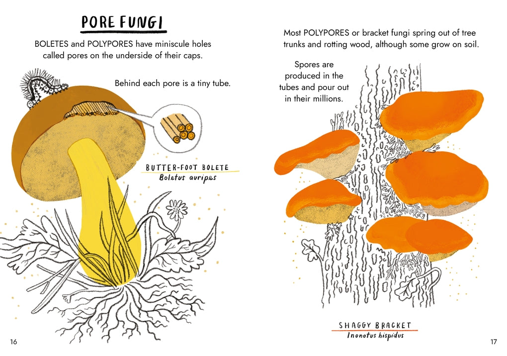 Little Guides to Nature: Hello Fungi by Nina Chakrabarti