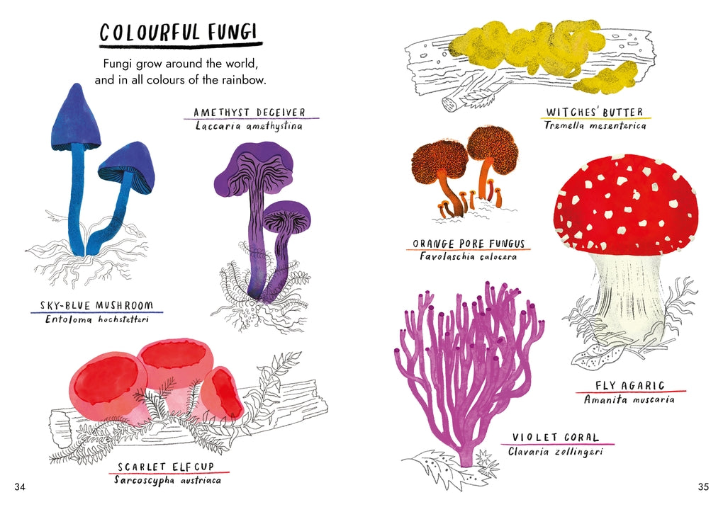 Little Guides to Nature: Hello Fungi by Nina Chakrabarti