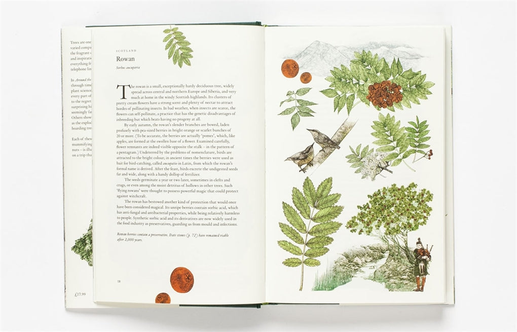 Around the World in 80 Trees by Jonathan Drori, Lucille Clerc, Lucille Clerc