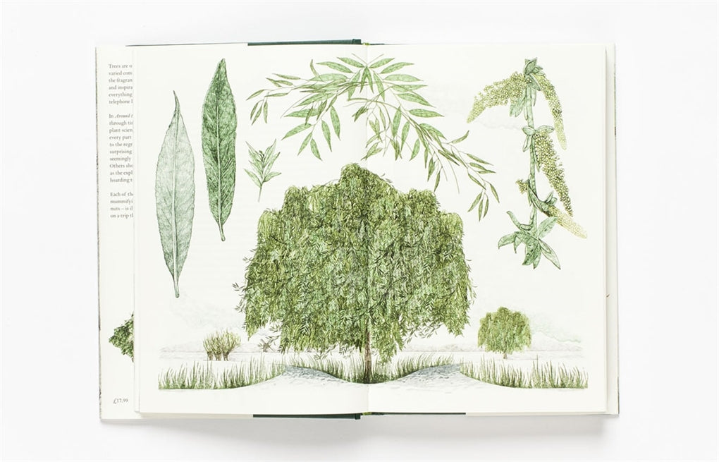 Around the World in 80 Trees by Jonathan Drori, Lucille Clerc, Lucille Clerc