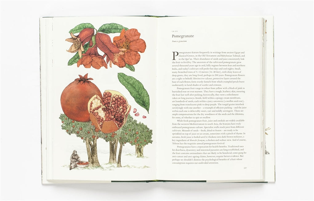 Around the World in 80 Trees by Jonathan Drori, Lucille Clerc, Lucille Clerc