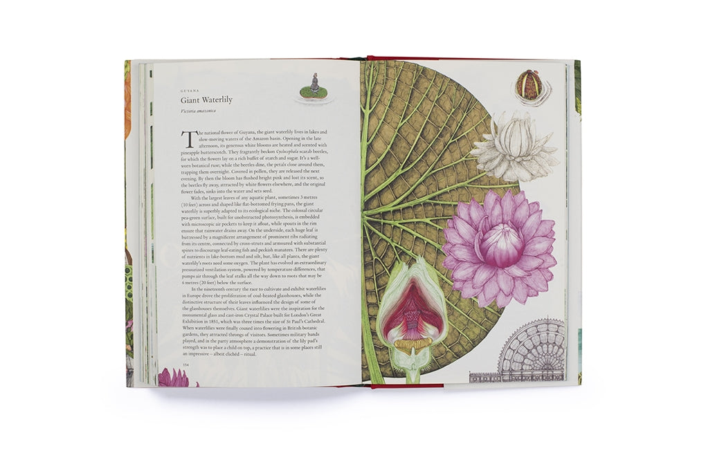 Around the World in 80 Plants by Jonathan Drori, Lucille Clerc